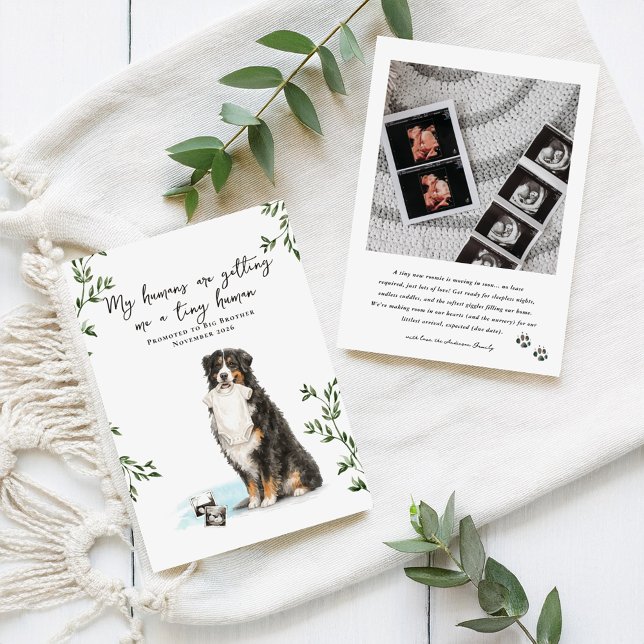 Anúncio Bernese Mountain Dog Pregnancy Announcement (Criador carregado)