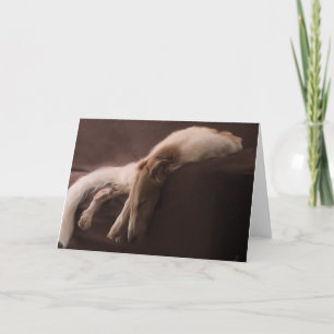 Anúncio Borzoi em Repouso