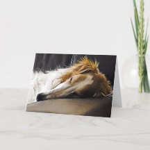 Borzoi em Slumber