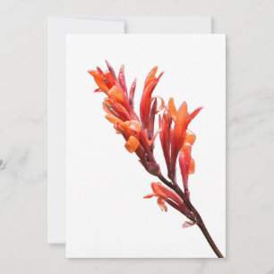 Anúncio Canna Flaming