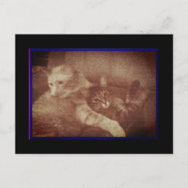 Anúncio Cartão Postal de Gatinhos Fofinhos