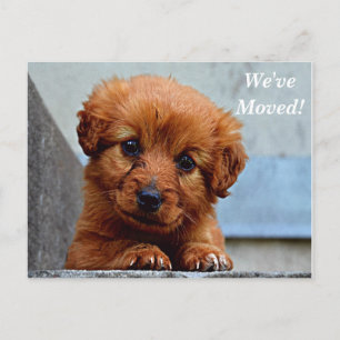 Anúncio Cartão postal de novo endereço Maltese Mudamos