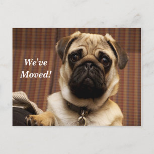Anúncio Cartão postal de novo endereço Pug Nós Mudamos