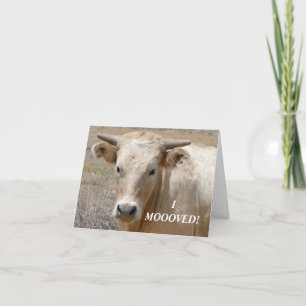 Anúncio Charolais White Cow - Western Change Address