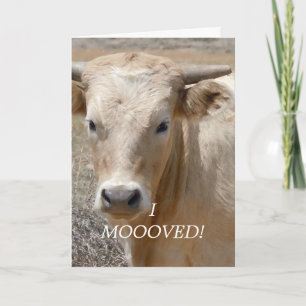 Anúncio Charolais White Cow - Western Change of Address