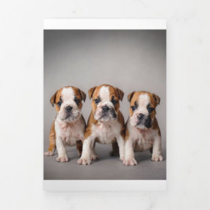 Anúncio Com Dobra Tripla Cuppies de Bulldog Cortes Presente para adultos