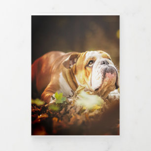 Anúncio Com Dobra Tripla Foto da Floresta do Bulldog Inglês
