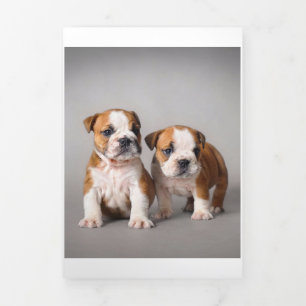 Anúncio Com Dobra Tripla Inglês Buldopies Cachorro-Casal