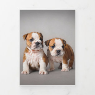 Anúncio Com Dobra Tripla Inglês Bulldog Puppies Bulldog Casal
