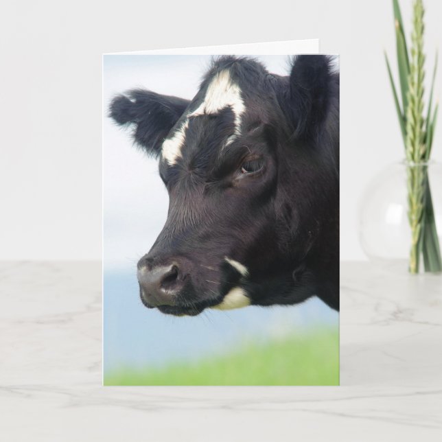 Anúncio Cow Change of Address Card (Frente)