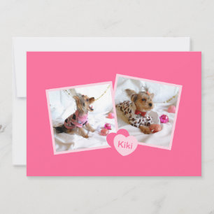 Anúncio de adoção de novos animais de estimação em