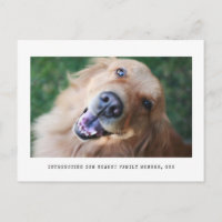 Anúncio de adoção de Pet de Foto Gráfico Simples