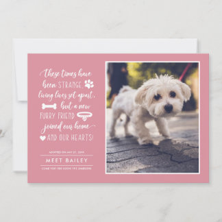 Anúncio de Fotos de Pet em Tempos Estranhos| Rosa