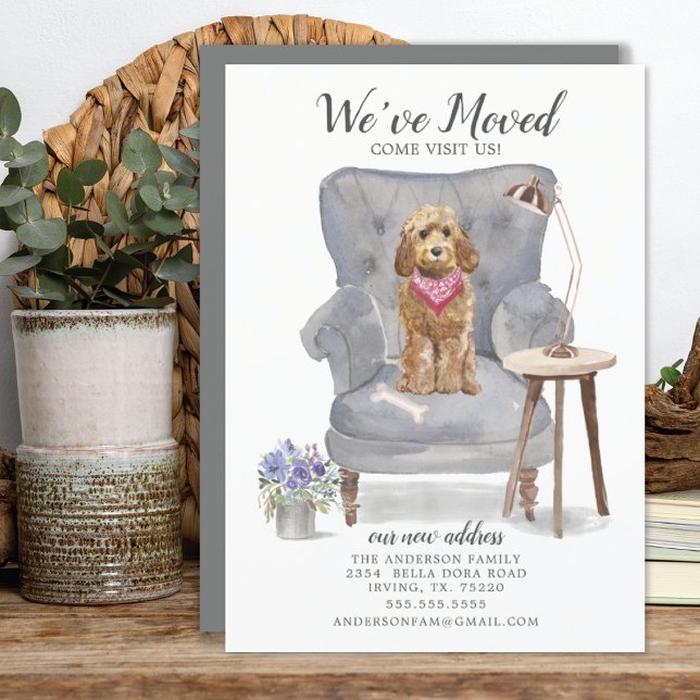 Anúncio de Movimentação de Cockapoo de Mel ouro (Criador carregado)