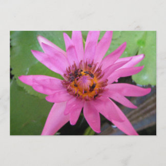 anúncio de movimentação de lírio de água linda