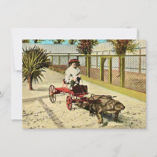 Anúncio de Movimentação do Alligador Clever Florid (Frente)