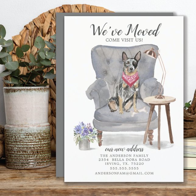 Anúncio de Movimentação do Cão-de-Bovinos Australi (Criador carregado)