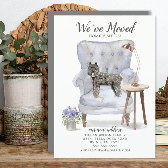 Anúncio de movimento Bouvier des Flandres (Criador carregado)