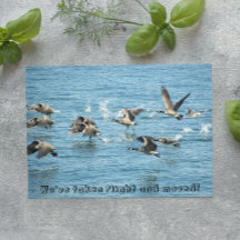 Anúncio de Mudança de Rebanho de Gansos Voadores