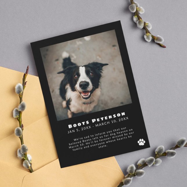 Anúncio de perda de foto de Pawprint Branco (Criador carregado)