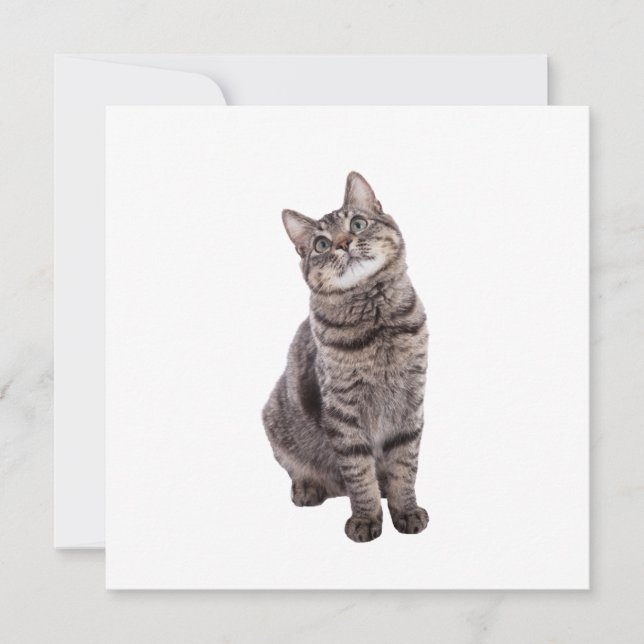 Anúncio Gato de Tabby (Frente)