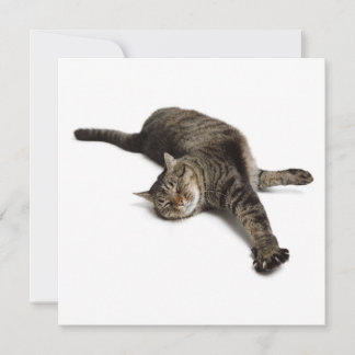 Anúncio Gato preguiçoso estressando