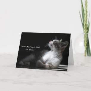 Anúncio Gatos são Anjos que vêm à Terra,