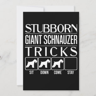Anúncio Giant Schnauzer Gigante Stubborn Tricks, Giant Sch