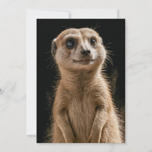 Anúncio Meerkat Wild Animal Elegante Dramático Retrato De