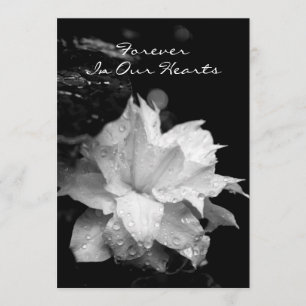 Anúncio memorável fúnebre dos Dewdrops do Clematis