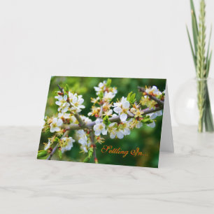 Anúncio Nova Casa - Primavera Hawthorn Com Dapos Sun