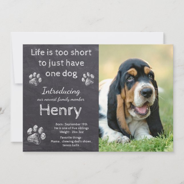 Anúncio Novo Cachorro Pet Russo Foto Cachorro Pet Cachorro (Frente)