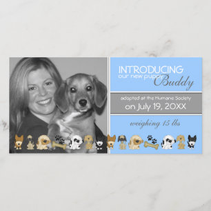 Anúncio novo da adopção do cão