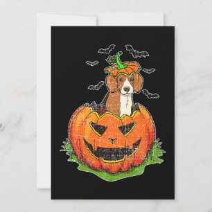 Anúncio O Cão-de-Febre Bonito Abriga Pumpkin Jack O La La