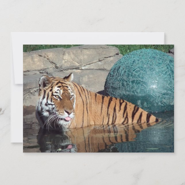 Anúncio personalizável do Tigre Bengal (Frente)