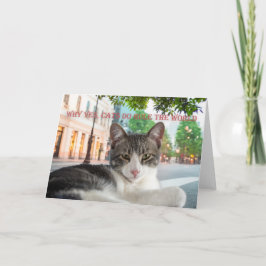 Anúncio Por que sim, os gatos governam o mundo,