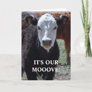 Anúncio Vaca Preta e Branca - Mudança Ocidental de Endereç