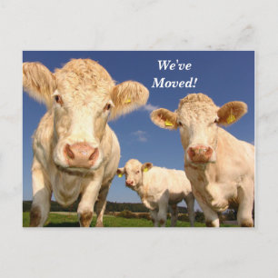 Anúncio Vacas que movemos o novo cartão postal de endereço