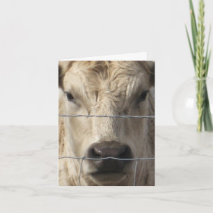 Anúncio White Cow - Western Change of Address