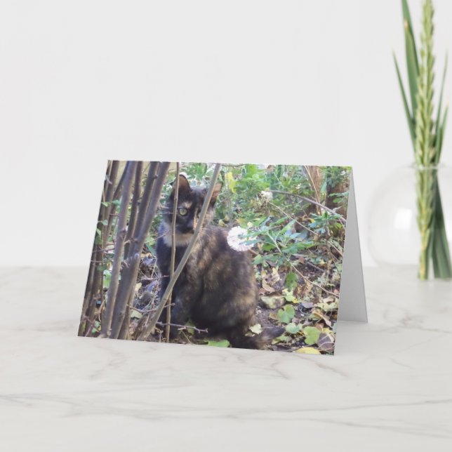 Apenas gatos e gatinhos - Cartão de vazio (Frente)