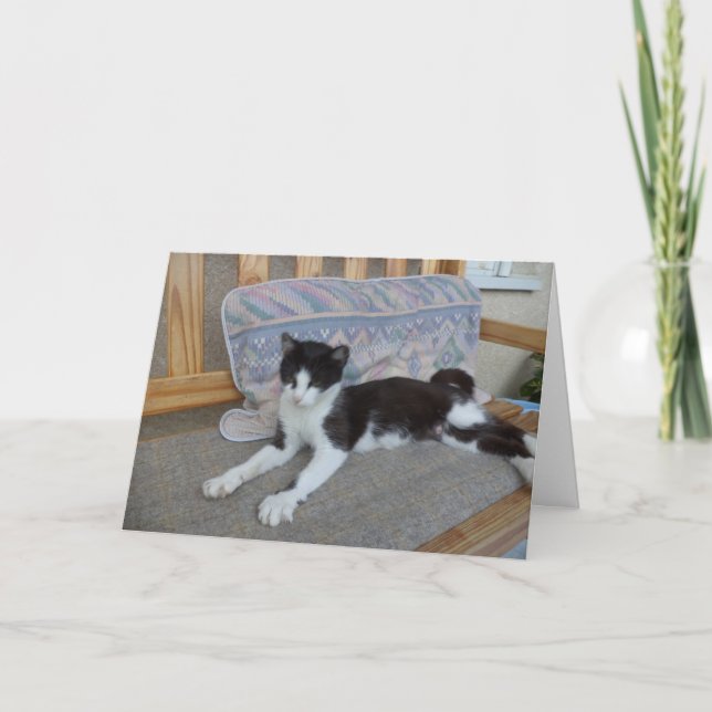 Apenas gatos e gatinhos - Cartão de vazio (Frente)