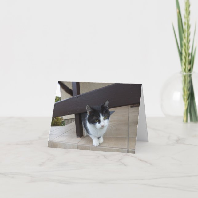 Apenas gatos e gatinhos - Cartão de vazio (Frente)