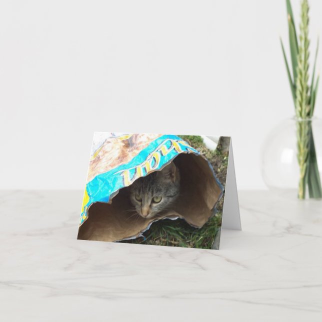 Apenas gatos e gatinhos - Cartão de vazio (Frente)