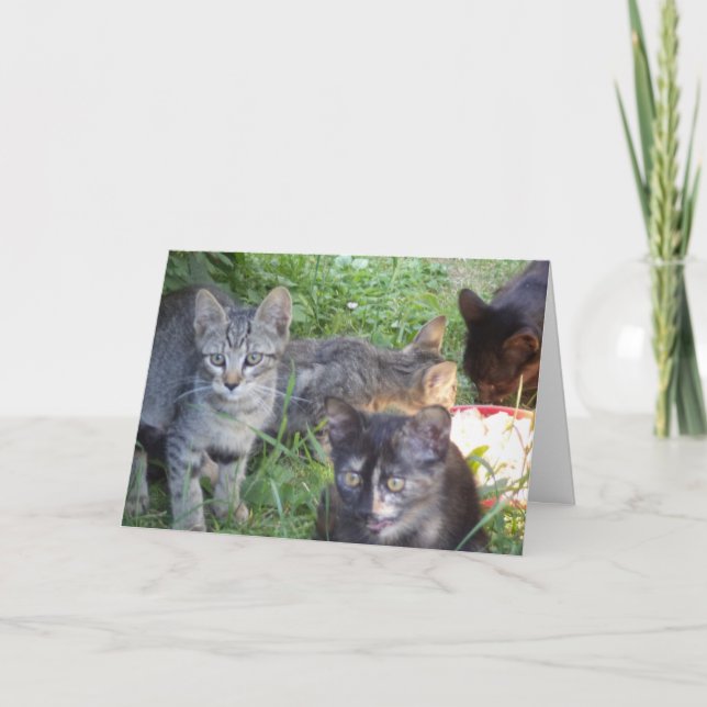 Apenas gatos e gatinhos - Cartão de vazio (Frente)