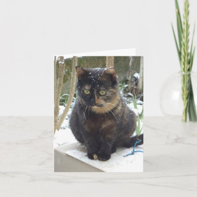 Apenas gatos e gatinhos - Cartão de vazio (Frente)