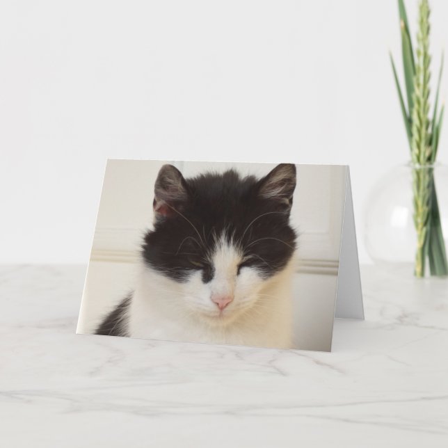 Apenas gatos e gatinhos - Cartão de vazio (Frente)