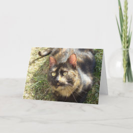 Apenas gatos e gatinhos - Cartão de vazio