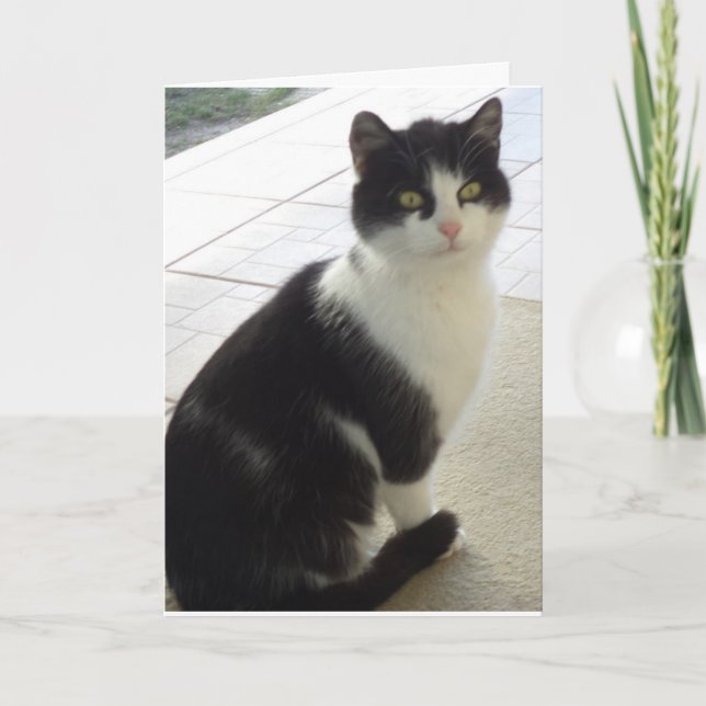 Apenas gatos e gatinhos - Cartão de vazio (Frente)