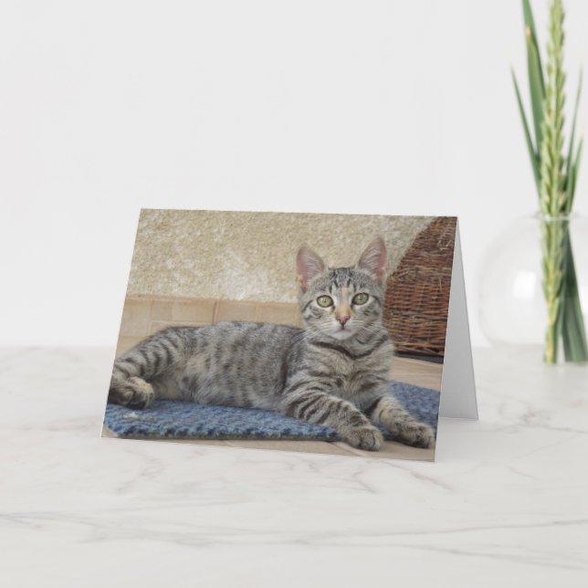 Apenas gatos e gatinhos - Cartão de vazio (Frente)