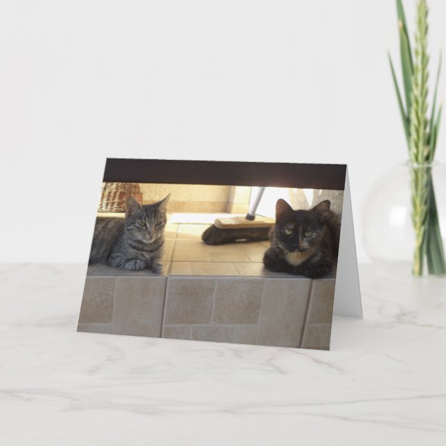 Apenas gatos e gatinhos - Cartão de vazio (Frente)